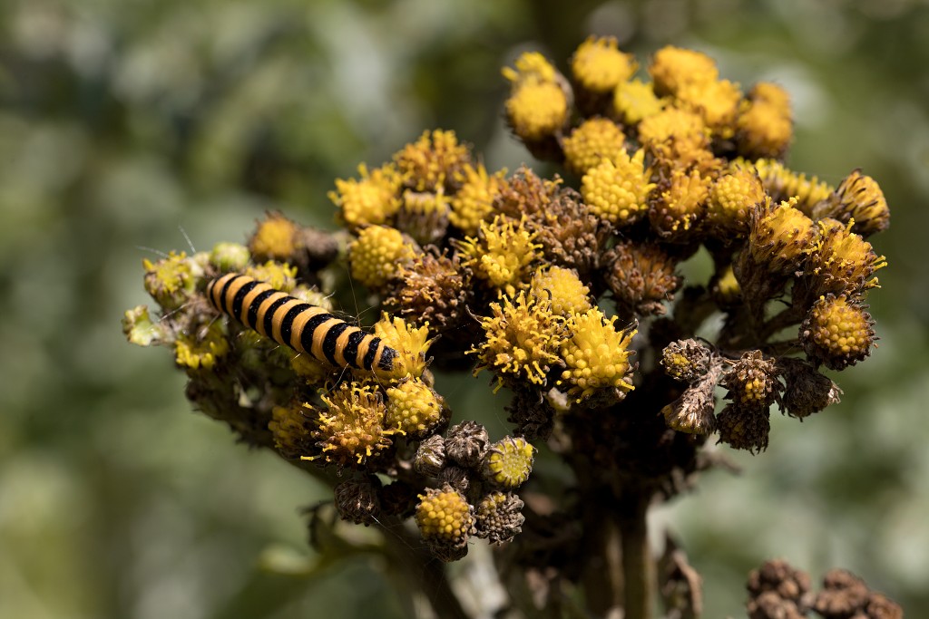 voornes duin tenellaplas Quackjeswater natuur natuurgebied natuurmonumenten hdr duinen Zuid Hollands landschap polder bossen natuurreservaat Natura 2000